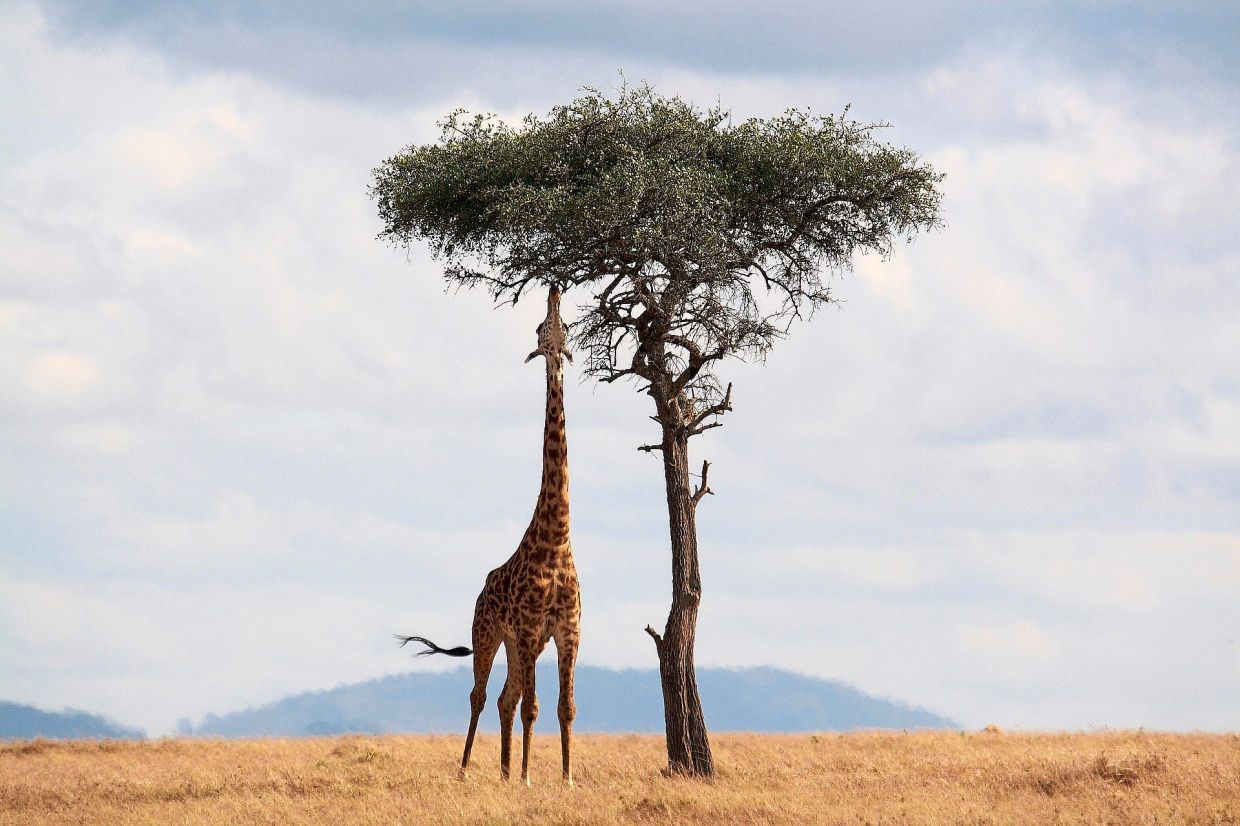 How to plan the 'perfect' African safari