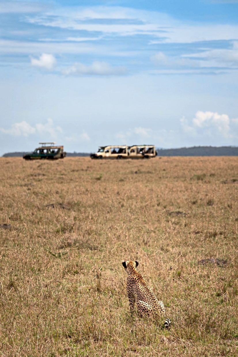 Travellers who want to go on a safari would probably have a list of animals they wish to see, including the cheetah.