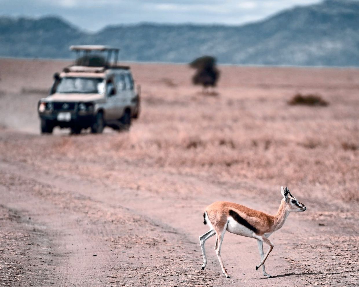 The best months or season to go on safari highly depends on where in Africa you wish to go.
