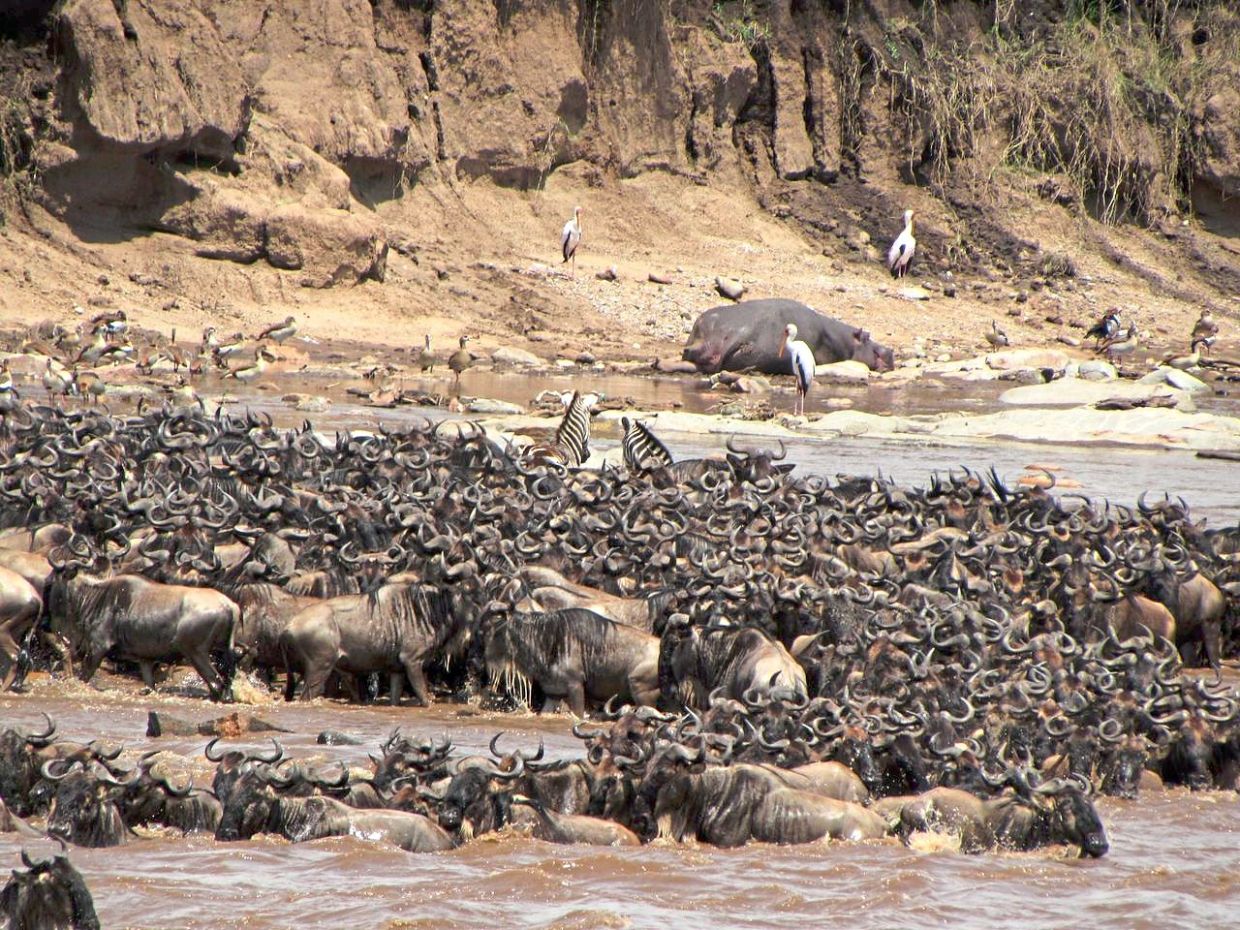Many travellers will want to witness the Great Migration, where two million wildebeests move between the Serengeti plains in Tanzania and the Maasai Mara reserve in Kenya.
