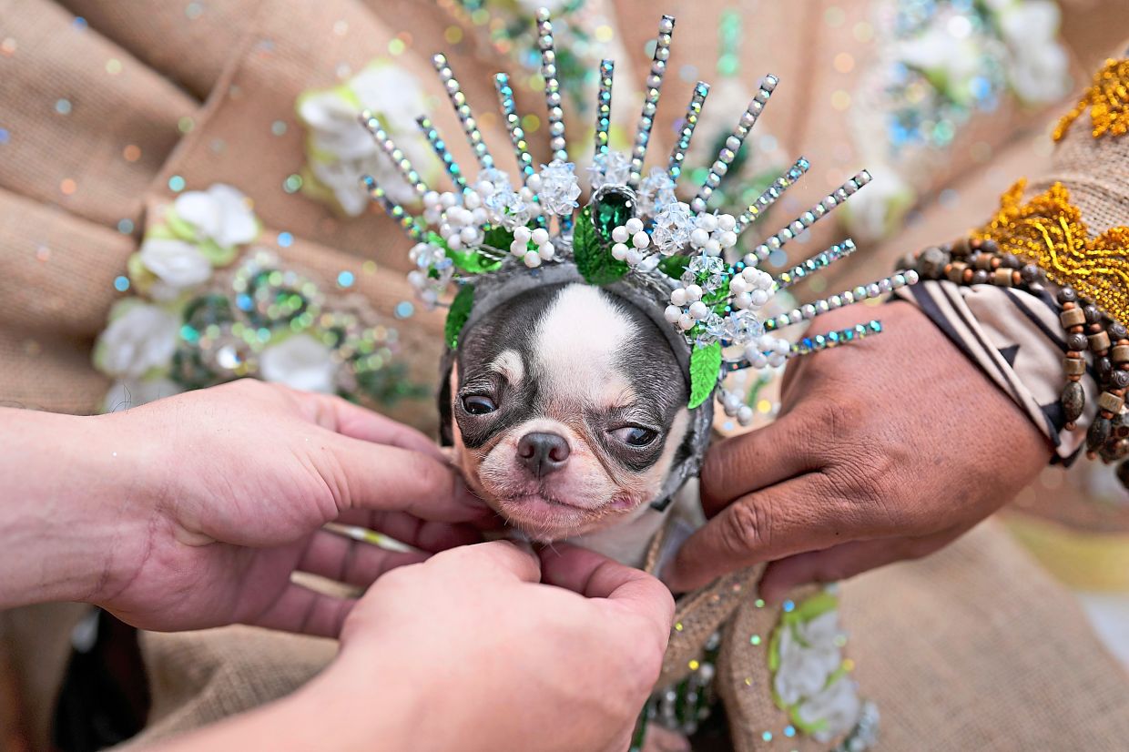 3. Hartly the dog serves a knowing smirk as his humans fuss over every last detail of his fancy ensemble before the show. — AP