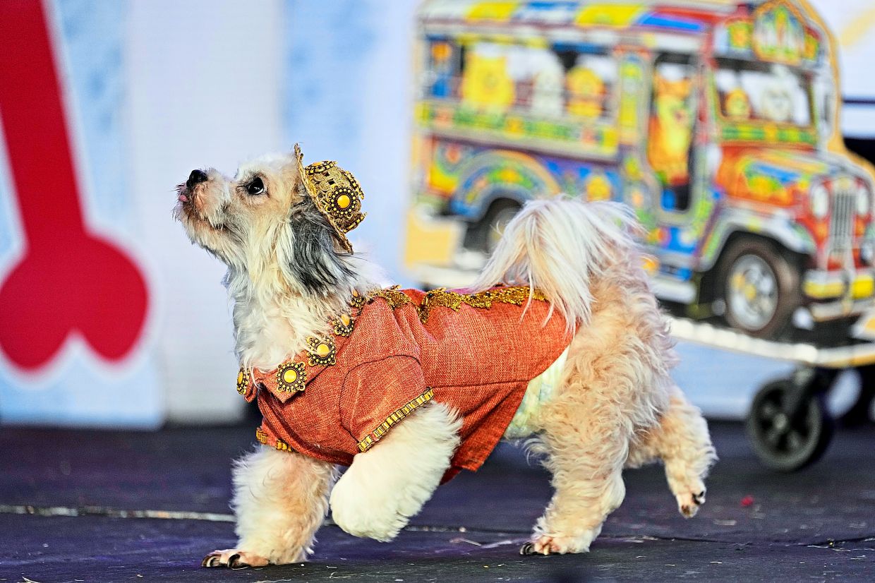 4. Dressed in a bright, head-turning costume, a dog struts down the runway as if it owns the catwalk during the Dog Pawshion Show in Manila. — AP