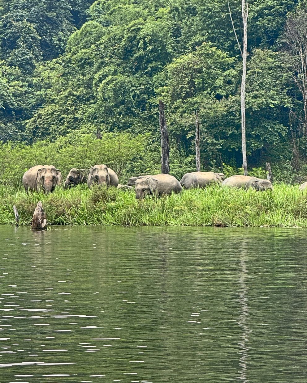 A herd of elephants grazing near an Orang Asli settlement in the Belum-Temenggor Forest Complex in Perak. 
