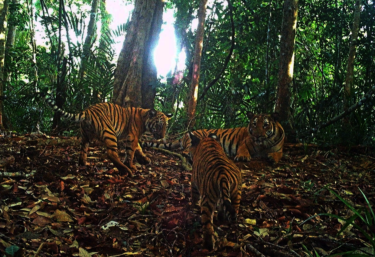 A tiger and its two cubs captured by a WWF-Malaysiawildlife camera trap. — Handout