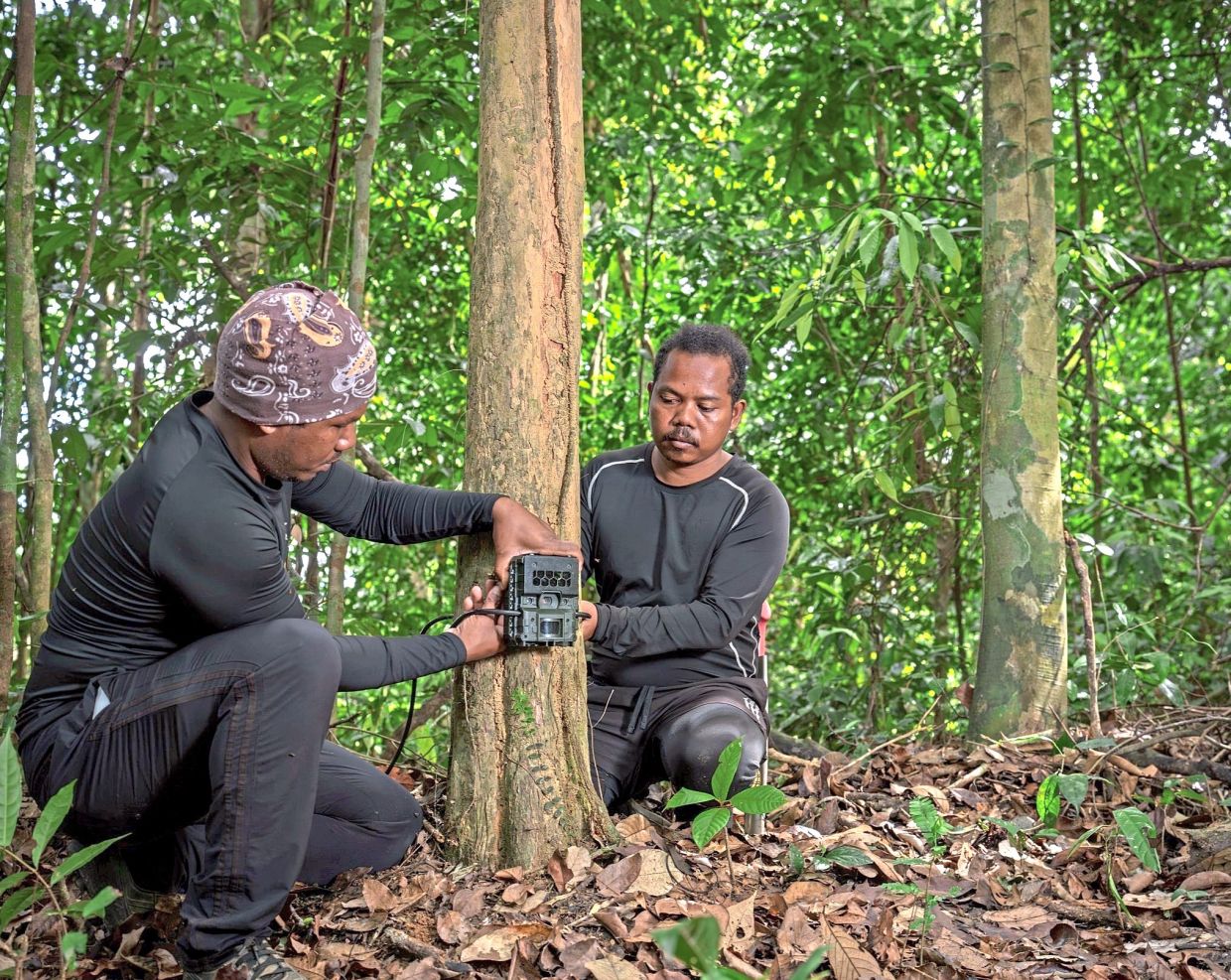 Orang Asli community rangers servicing wildlife camera traps placed inside the forest. — Handout