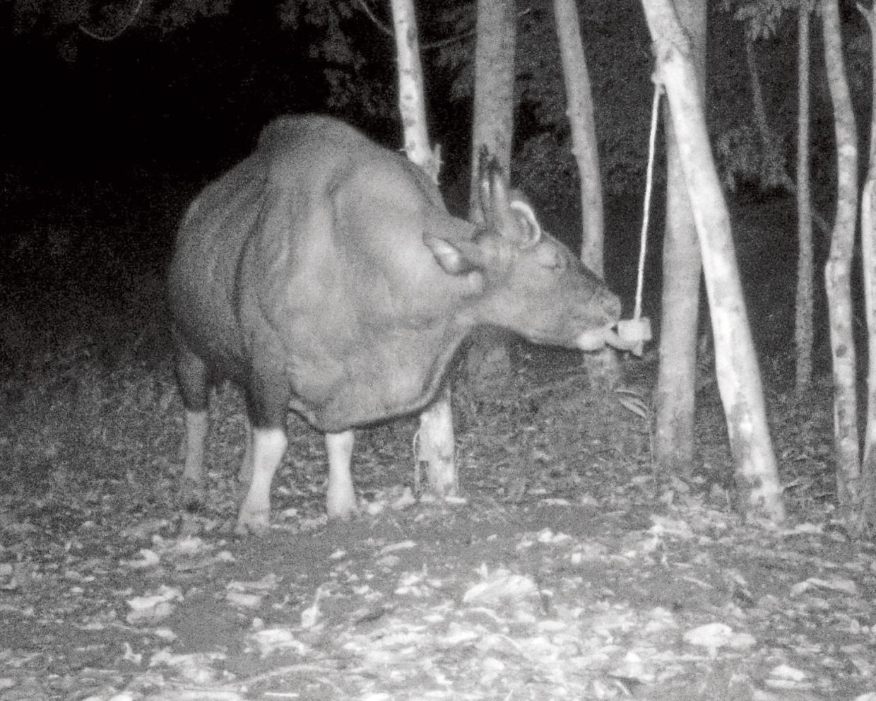A gaur spotted by the camera trap licking a mineral block. — Handout