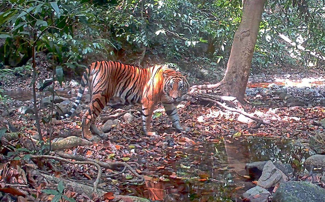 Filmmakers capture the ‘Tiger Spirit’