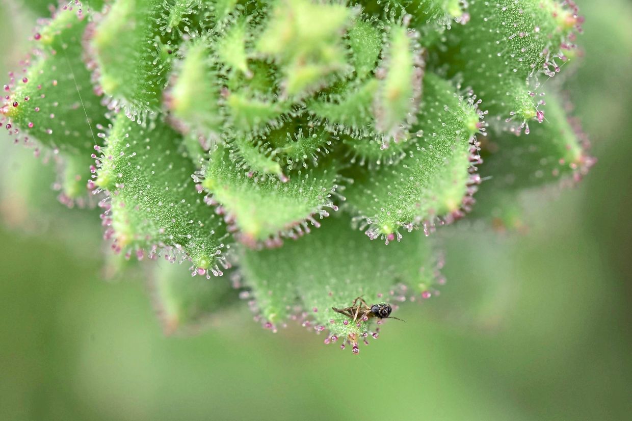 A small insect is trapped in the sticky glandular hairs of Saxifraga candelabrum.