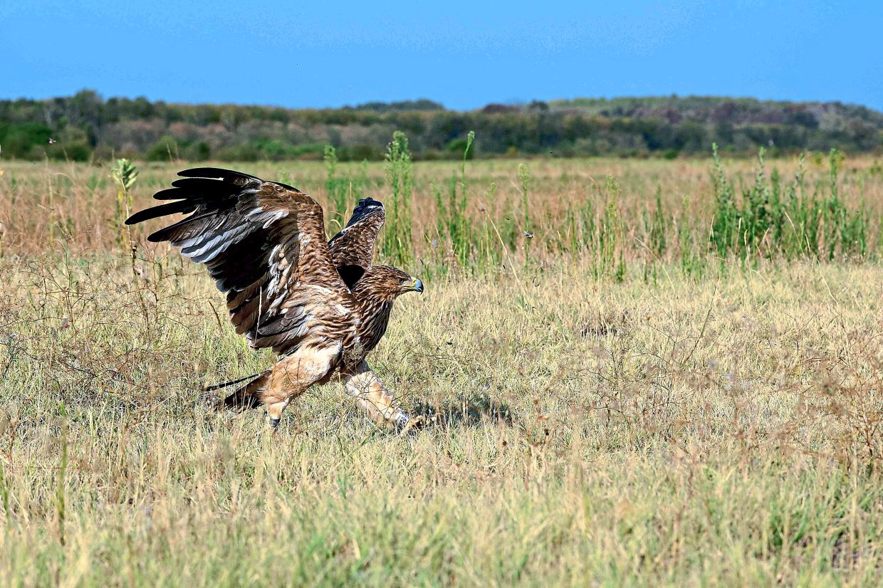Feliks being released into the wild near Subotica, Serbia following a month-long recovery at a local zoo after being rescued from wildlife traffickers. — MIROSLAV DUDOK/Bird Protection and Study Society of Serbia/AFP