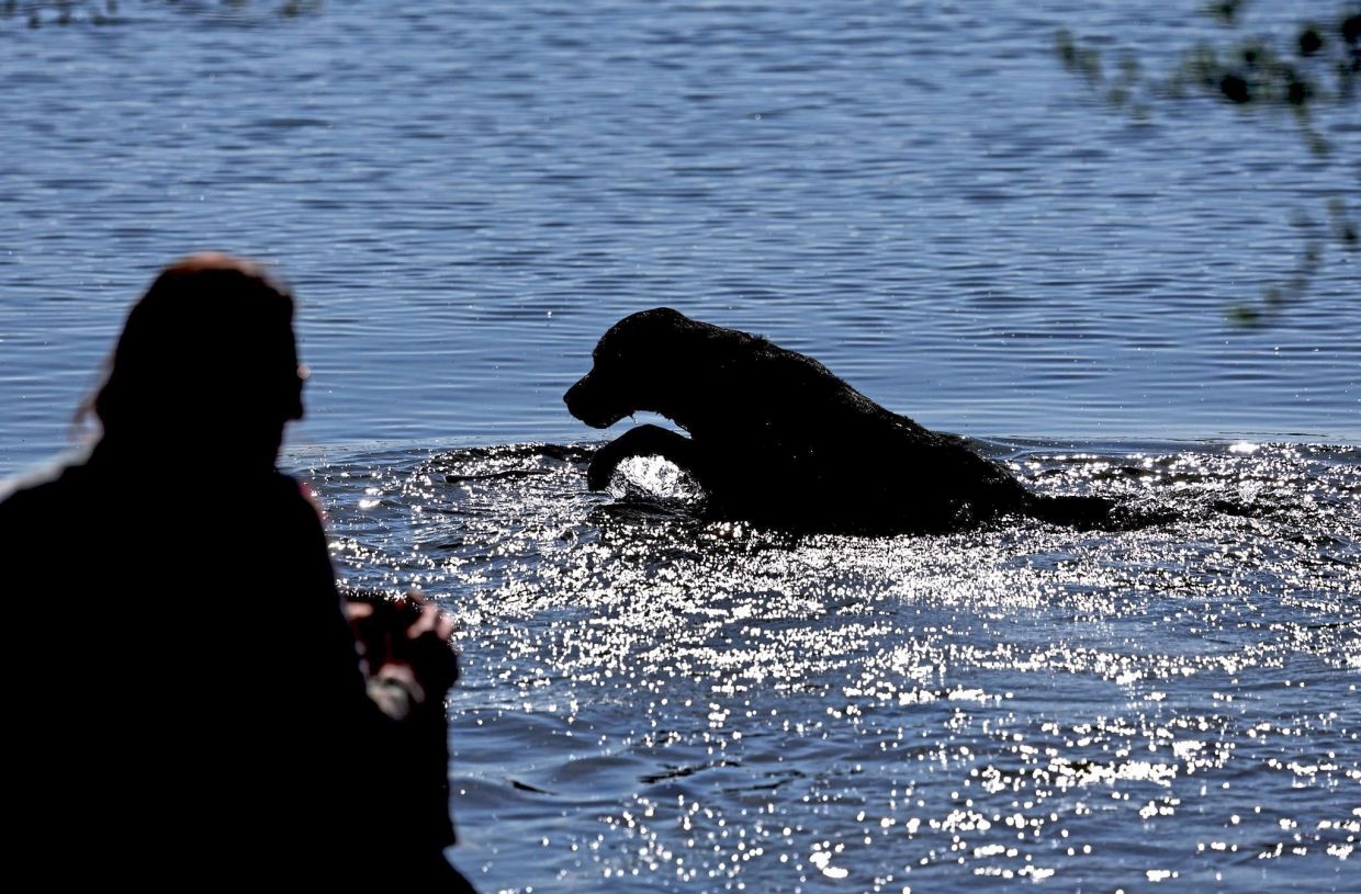 Beyond sunburn, dogs are also at risk of heatstroke and sunstroke.