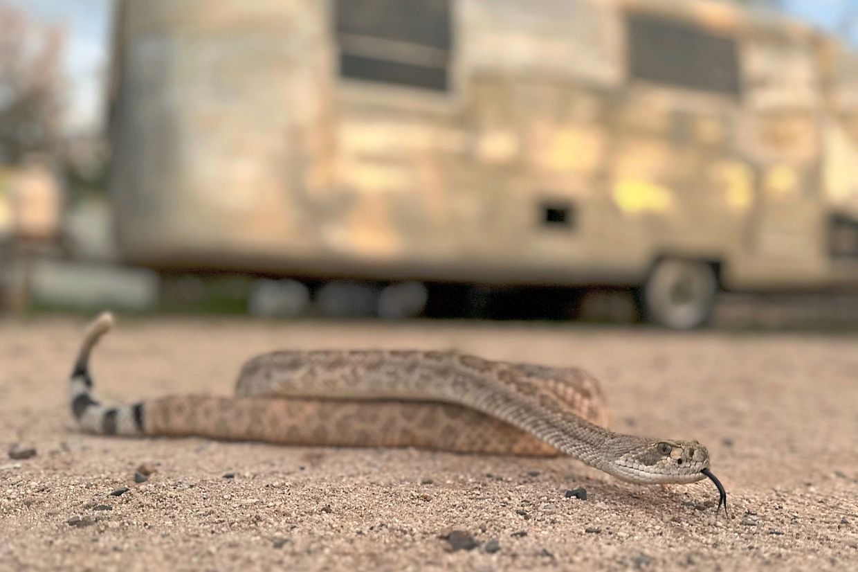 Brian the rattlesnake, used to train dogs to avoid dangerous vipers.