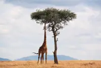 How to plan the 'perfect' African safari