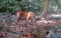 Filmmakers capture the ‘Tiger Spirit’