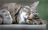 How to protect your pets from sunburn