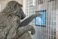 Monkeys understand shapes in almost the same way as humans, scientists say