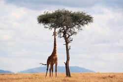 How to plan the 'perfect' African safari