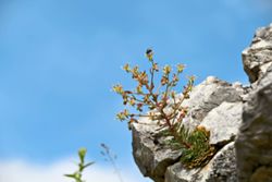 Darwin was right: These plants are carnivores