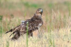 A rare Serbian eagle is returned to the wild after being rescued from kidnappers