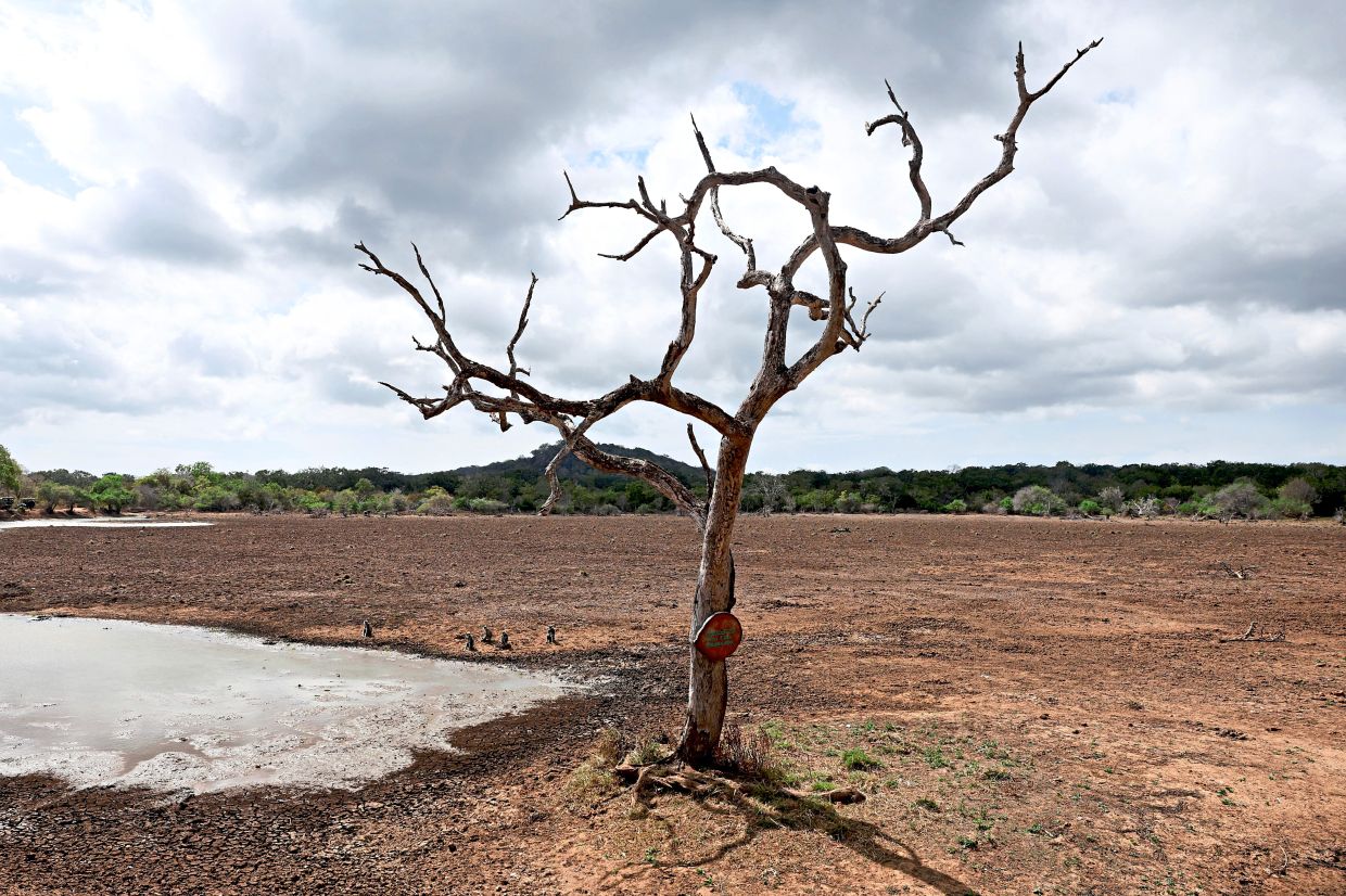 Parched earth: A mostly dried-out pond and a dead tree are seen in Yala National Park. — Reuters