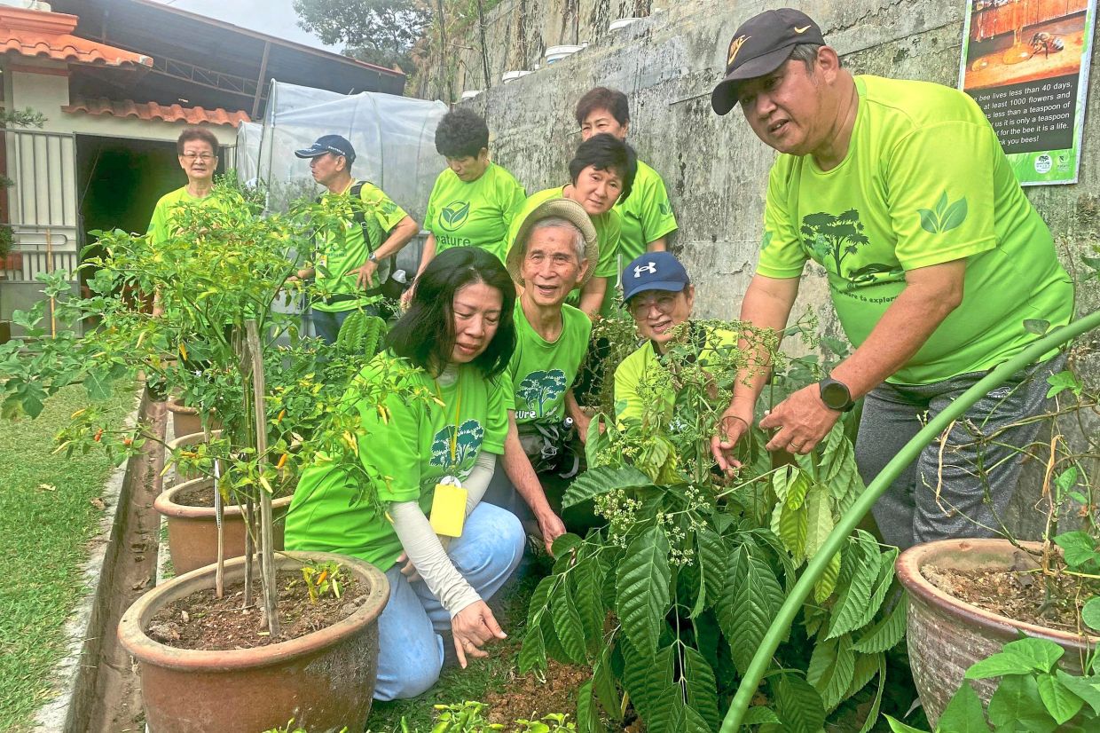 Ong (right) is the founder of NatureWalks@Penang Hill which offers free daily guided walks introducing visitors to the hill’s rainforest, biodiversity and heritage. — BERNARD SEE/The Star