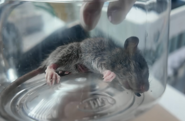 The mouse receiving treatment at the animal clinic on July 19. - YouTube @donghang365