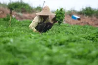 Farmers fear that El Nino may impact crops