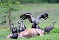 Cambodia gives endangered vultures a lifeline as poisoning threat lingers