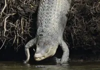 Mega crocodile sighting leaves Ban Pecah bathing area deserted