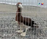 Endangered seabird spotted in Aurora released into the wild