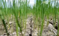 Palace: Philippine Govt steps up preparations for ‘very strong’ El Niño