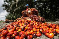 Palm oil dips on outlook for expanding Malaysian inventories