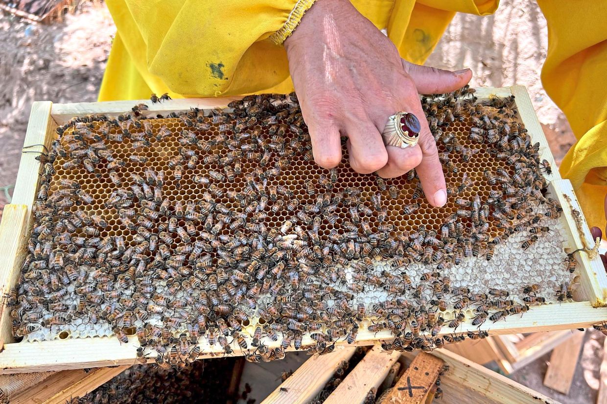 Ghuncha inspecting a hive frame. Photo: Fardina Akbari/dpa