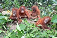 Five baby orangutans found, trafficking likely