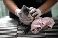 Online and undercover: Saving trafficked wildlife in Thailand
