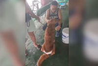 Owner appeals for rescue of dog missing in Philippine ferry fire