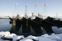 Iceland to propose whaling ban, leaving Norway and Japan isolated