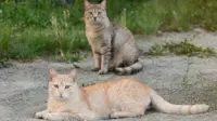 Mumbai: Nearly 20 cats found dead, mutilated in Chembur; PETA announces Rs 50,000 reward