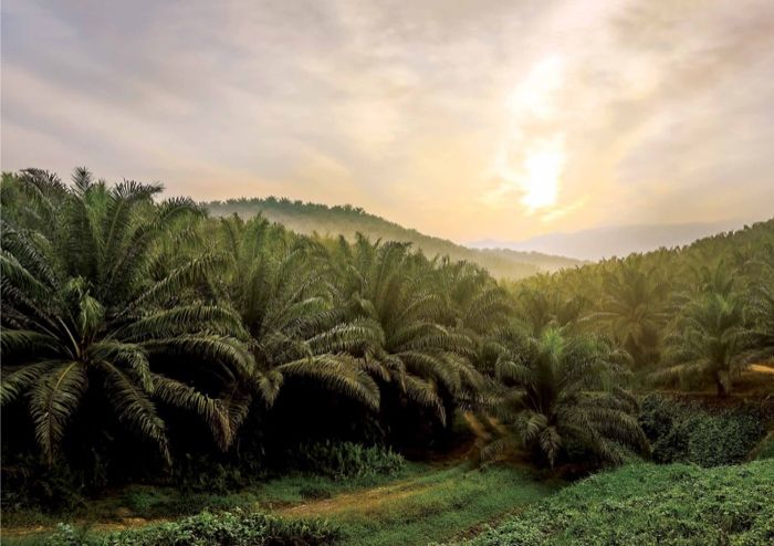 When haze meets the palm