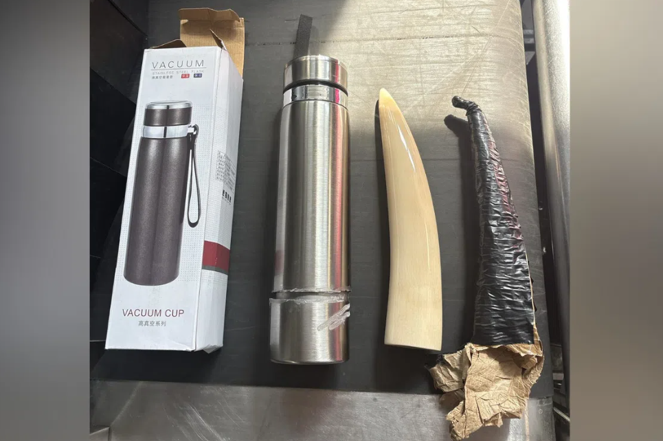 Ship crewman gets eight weeks’ jail for trying to smuggle elephant tusk into Singapore