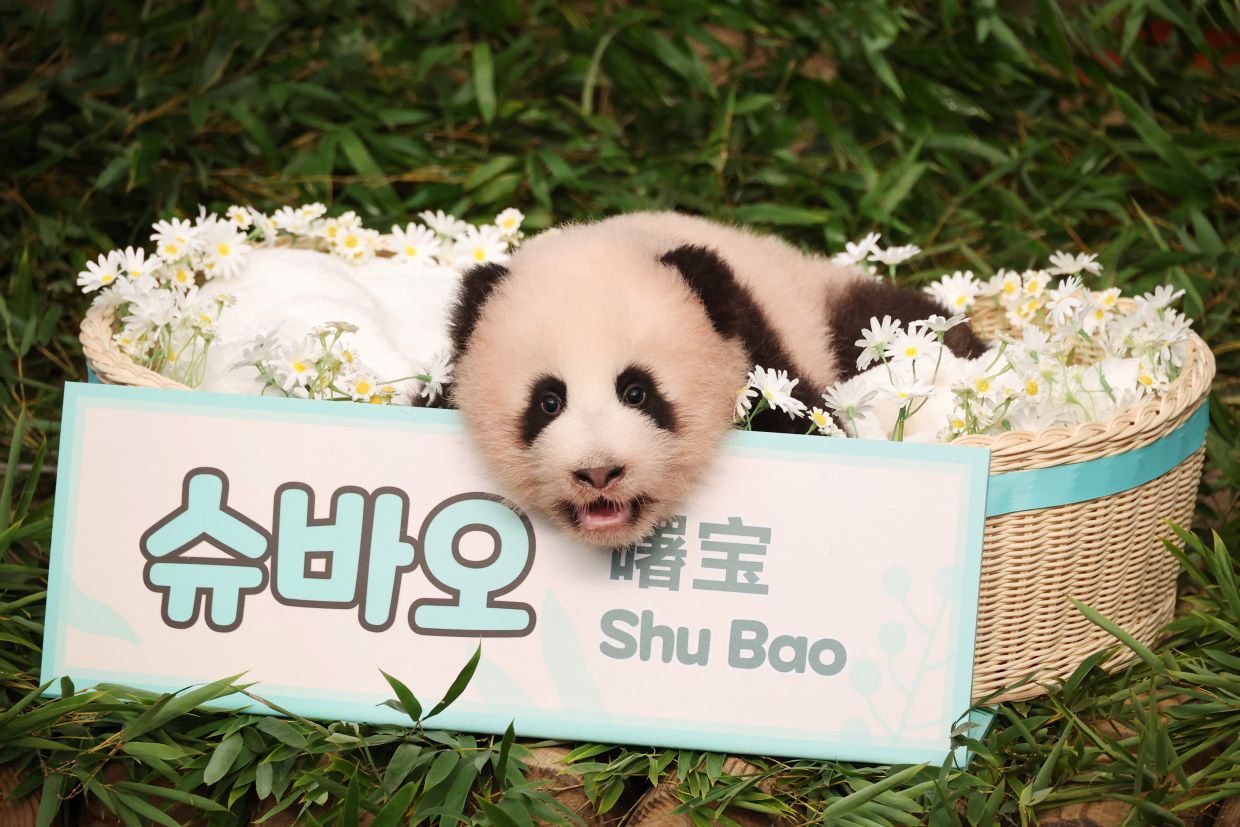 Giant panda cub Shu Bao during an event to announce its name for the first time marking its 100th day since birth, at Everland amusement park in Yongin, South Korea. -- Photo: REUTERS/Kim Hong-Ji