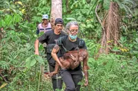 Govt seeks to bring back baby orangutans