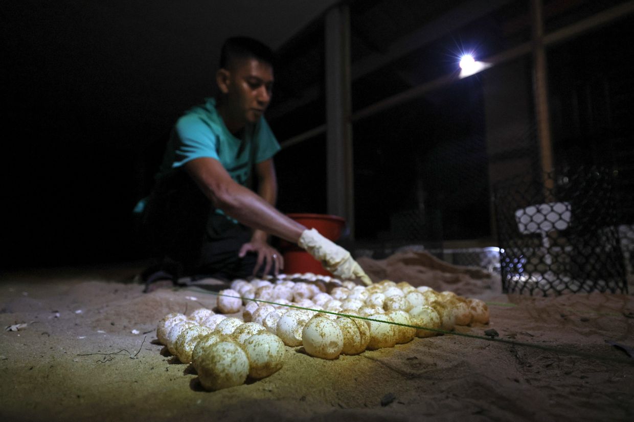 Leatherback turtle lays 81 eggs at Rantau Abang beach