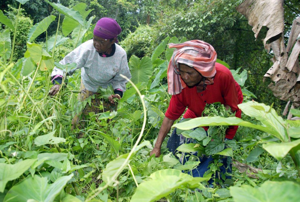 Indigenous knowledge is at risk of disappearing with changing lifestyles. — Filepic/The Star