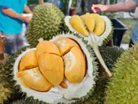 China’s durian appetite widens beyond Musang King
