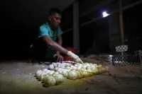 Leatherback turtle lays 81 eggs at Rantau Abang beach