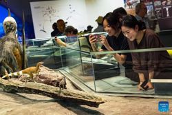 The world's first museum devoted to prehistoric flying reptiles opens in China's Xinjiang