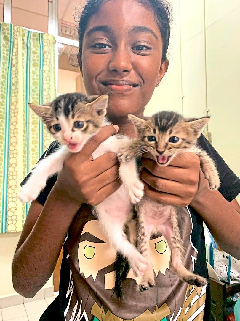Dr Yabitha’s daughter Thysha Ramanand holding two kittens rescued from a drain during a downpour.— Photos courtesy of DR YABITHA VASAVAN