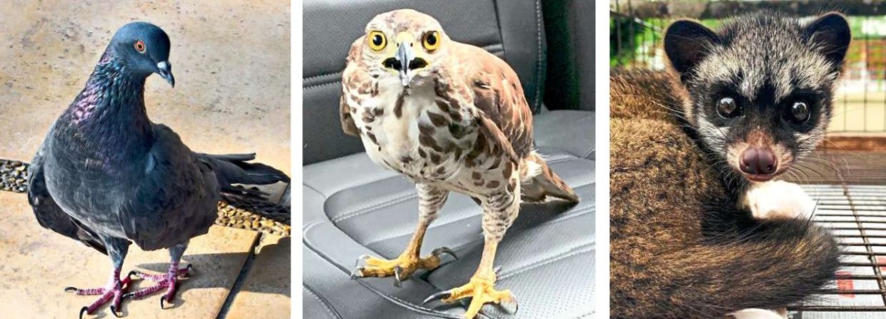 (From left) Dr Yabitha’s rescues include this pigeon that now lives with her aunt; a rescued hawk getting a ride in the car; a baby Asian palm civet or musang that the doctor cared for four months before surrendering to Zoo Melaka. — Photos courtesy of DR YABITHA VASAVAN