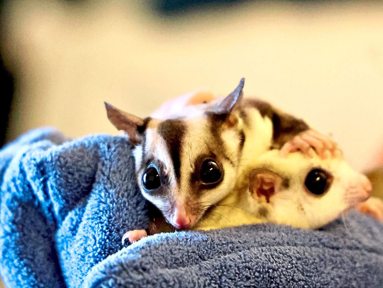 A closeup of two sugar gliders among the colony of 11 that the couple have taken under their wings. — AZMAN GHANI/The Star