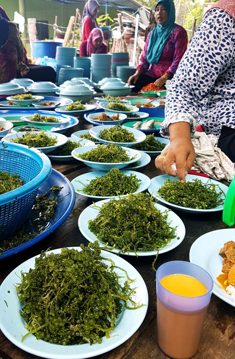 Plates of the seagrass Latok being readied at akenduri ceramah in Langkawi.